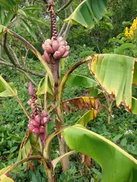 hairy banana