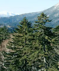 Jezo Spruce