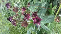 purple marshlocks (Comarum palustre) plant