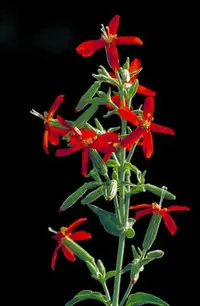 royal catchfly