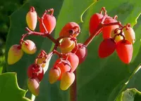 Cyphostemma juttae