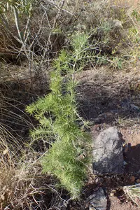 Asparagus pastorianus