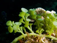 Sea Grapes