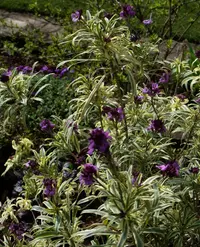 Erysimum linifolium
