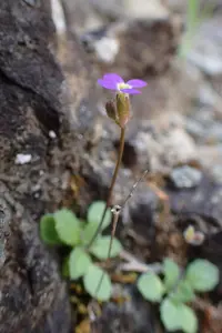 spring cress