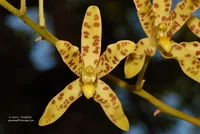 Leopard orchid (Ansellia africana) plant