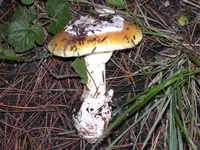 Coccora