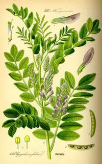 cultivated licorice