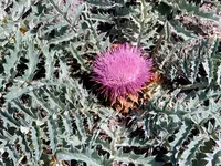 Cynara tournefortii