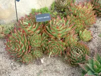 Echeveria agavoides