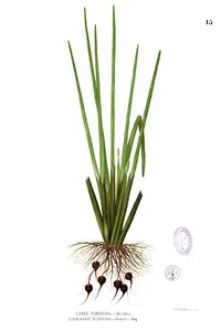 Chinese water chestnut