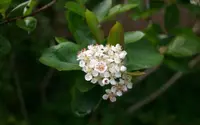 black chokeberry