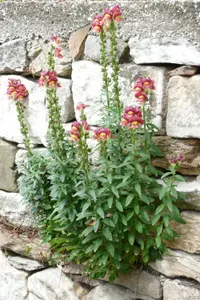 Snapdragon plant