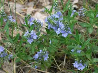 Veronica krylovii blooms