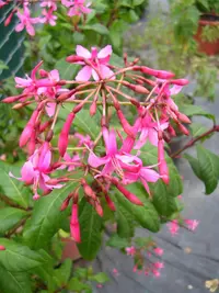 lilac fuchsia