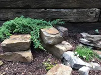 Japanese Garden Juniper