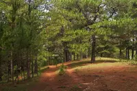 Khasi Pine