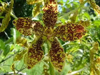 Grammatophyllum speciosum blooms