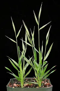 purple false brome