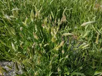 Pacific foxtail (Alopecurus saccatus) plant