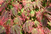 Full Moon Maple