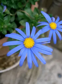 blue daisy