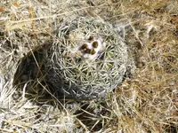 Coryphantha retusa (Coryphantha retusa) plant