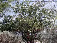 anacahuita (Cordia boissieri) plant