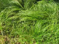 Pennsylvania sedge (Carex pensylvanica) plant