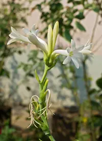 tuberose