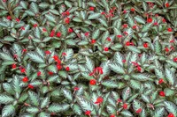 Flame violet (Episcia cupreata) plant