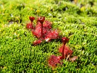 Drosera uniflora