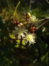 clove (Syzygium aromaticum) plant