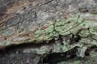 needle lichen