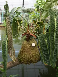 King Anthurium (Anthurium veitchii) plant