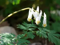 dutchman's breeches (Dicentra cucullaria) plant