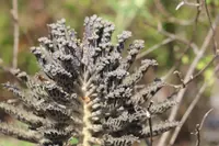 Kalanchoe delagoensis