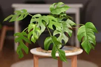 Monstera minima