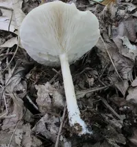 Collybia alboflavida