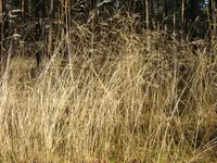 wavy hairgrass