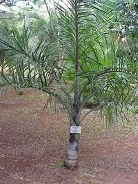 Florida cherry palm