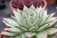 Echeveria agavoides