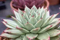 Echeveria agavoides