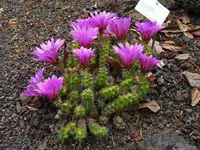 Berlandier's hedgehog cactus
