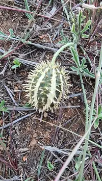 cucumis
