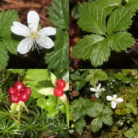strawberryleaf raspberry (Rubus pedatus) plant