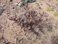 Zygophyllum gaetulum