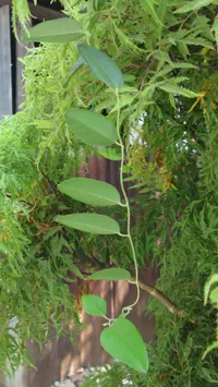 Ming aralia (Polyscias fruticosa) plant