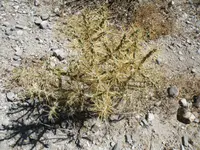 candle cholla