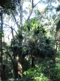 Australian Fan Palm